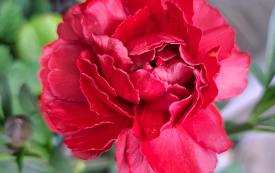 ラナンキュラスラックス・ハデス