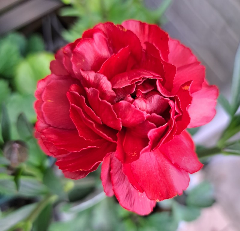 ラナンキュラスラックス・ハデス