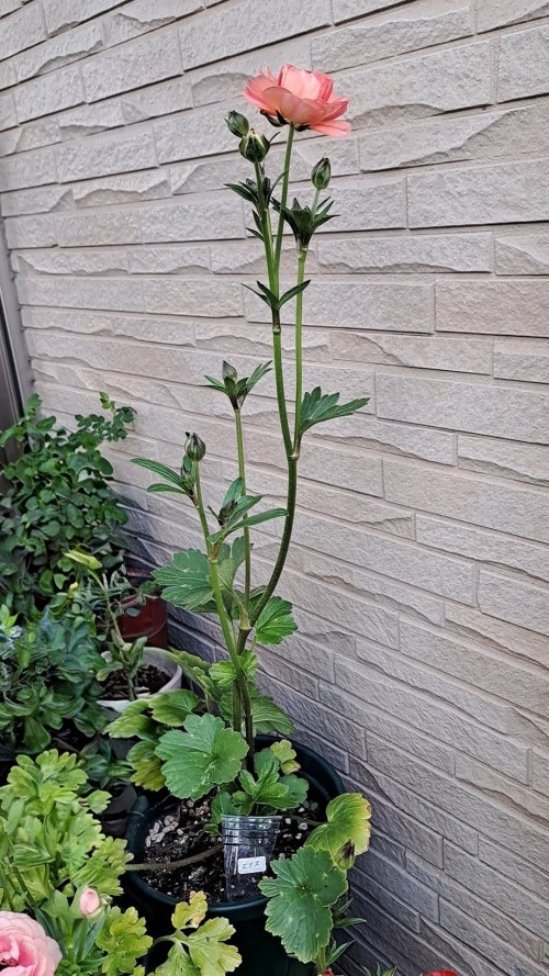 ラナンキュラスラックス・エリス