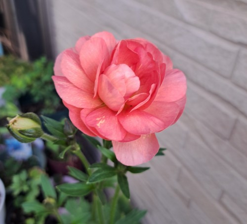 ラナンキュラスラックス・エリス