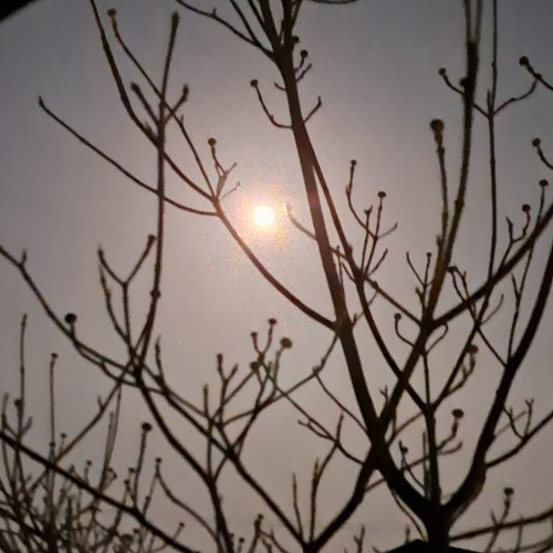 4月の満月ピンクムーン