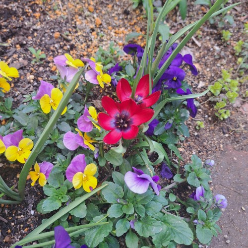 4月の庭/ビオラ 原種チューリップ