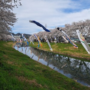 中河の春まつり/