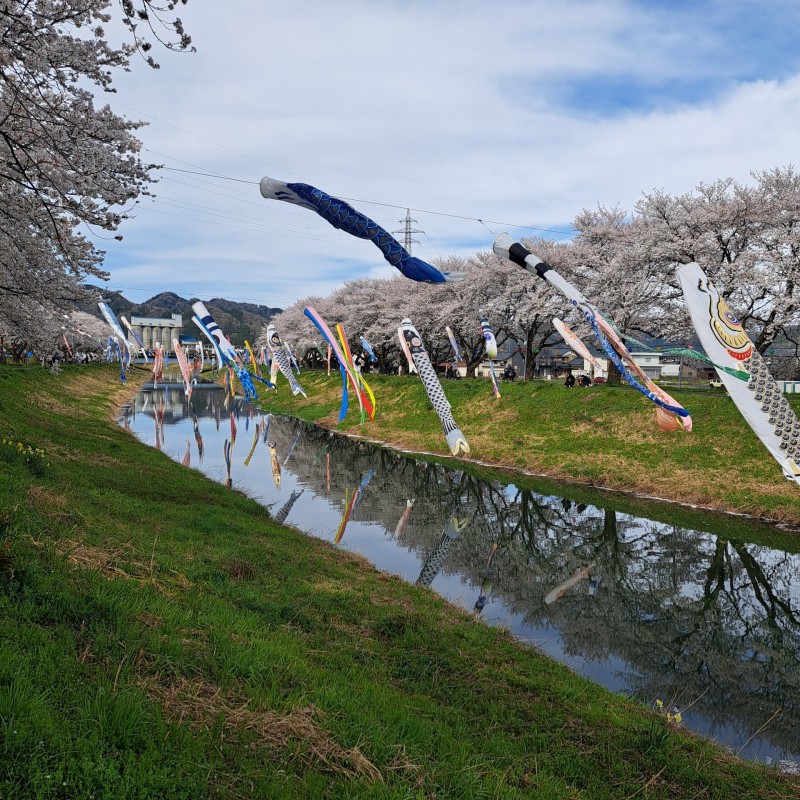 中河の春まつり/