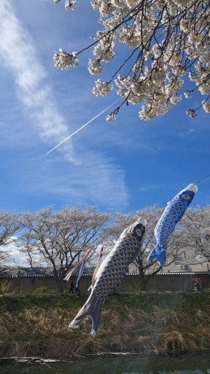 おじいさんとインコ