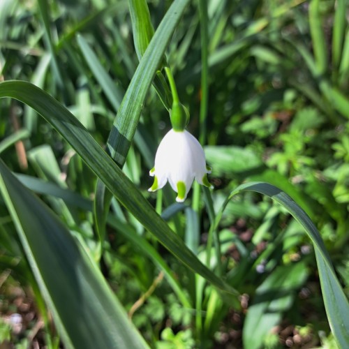 スノーフレ－ク