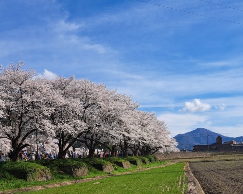 桜並木と日野山（越前富士）