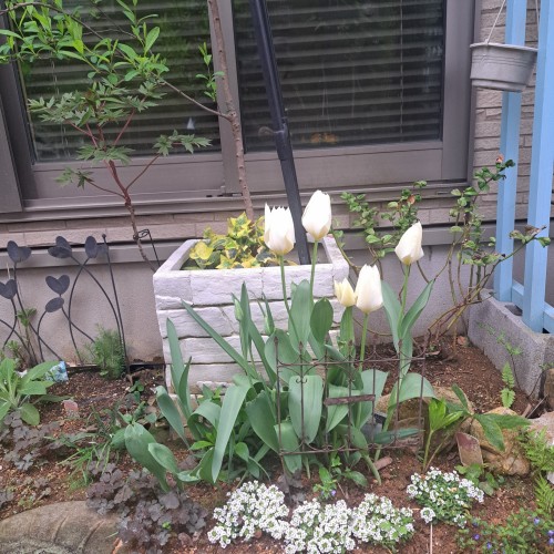 チューリップ・白色