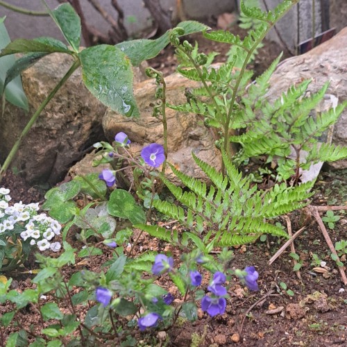 ベロニカオックスフォードブルー　シダ