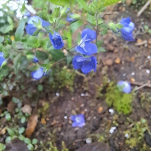 ベロニカオックスフォードブルー