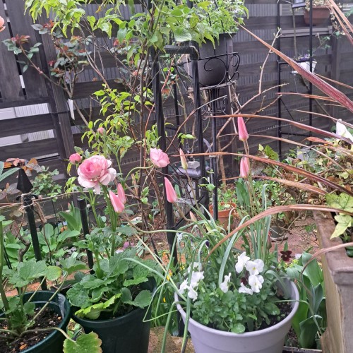 原種系チューリップ・レディージェーン