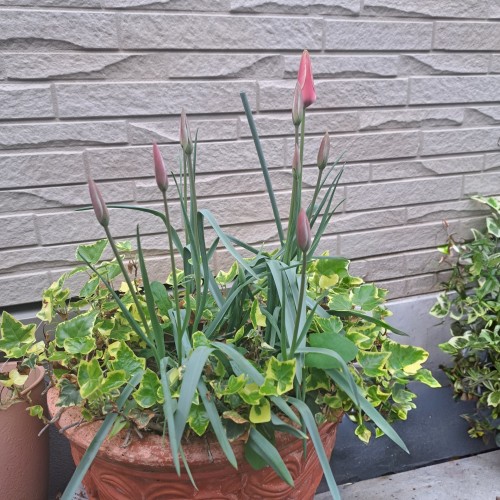 原種系チューリップ・アニカ