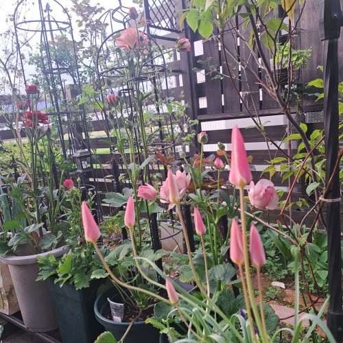 原種系チューリップ・レディージェーン