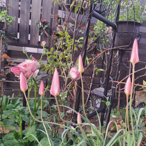 原種系チューリップレディージェーン