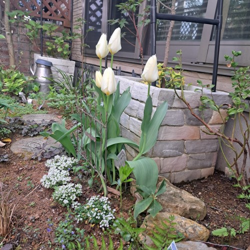 チューリップ白色