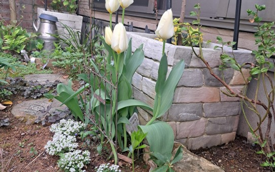 チューリップ白色