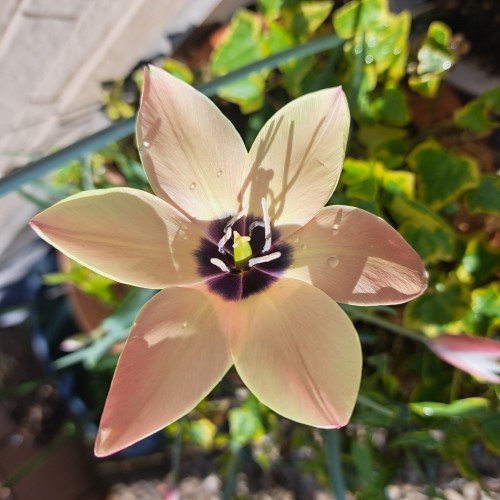 原種系チューリップ・アニカ