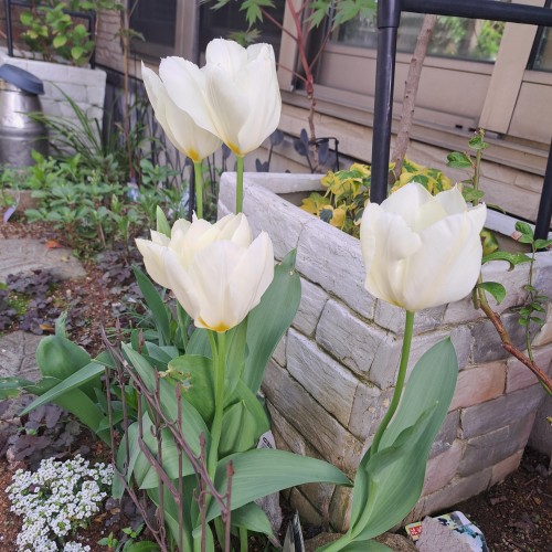 チューリップ白色