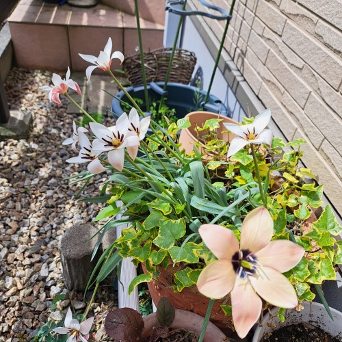 原種系チューリップ・アニカ