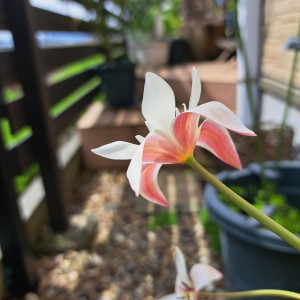 原種系チューリップ・アニカ