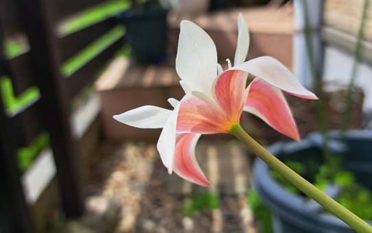 原種系チューリップ・アニカ