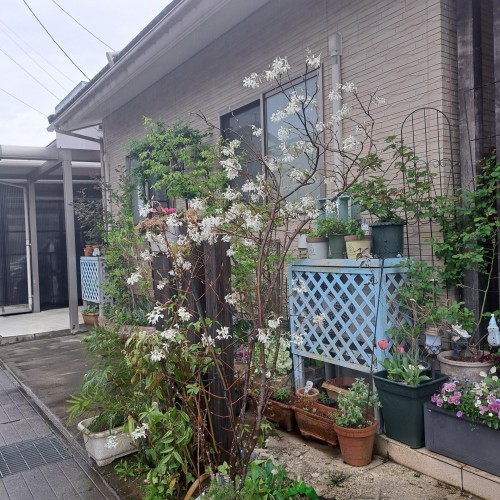 ジューンベリー