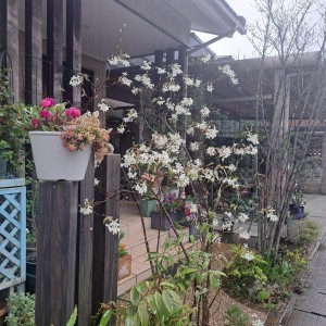 花木/ジューンベリー