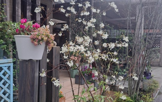 花木/ジューンベリー