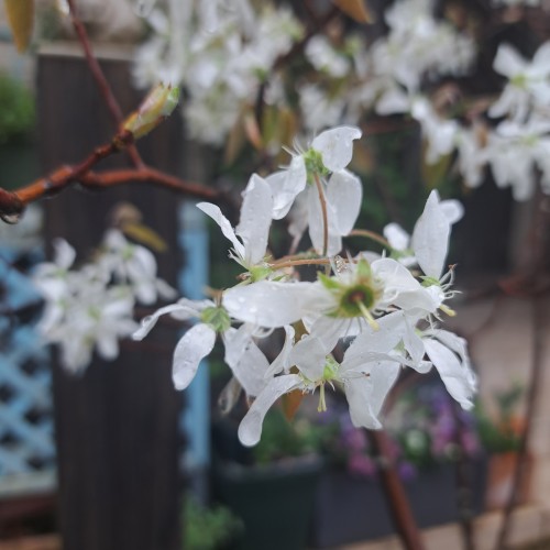 ジューンベリーな白い花