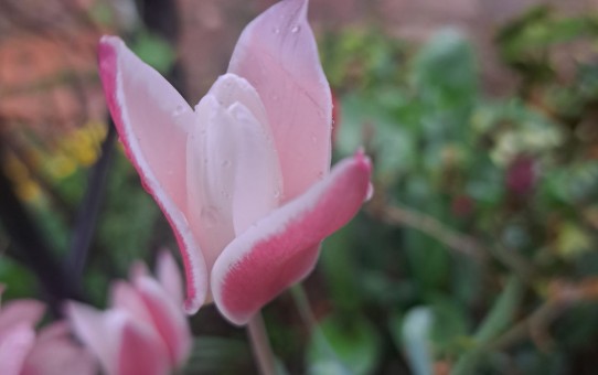 原種系チューリップ・レディージェーン