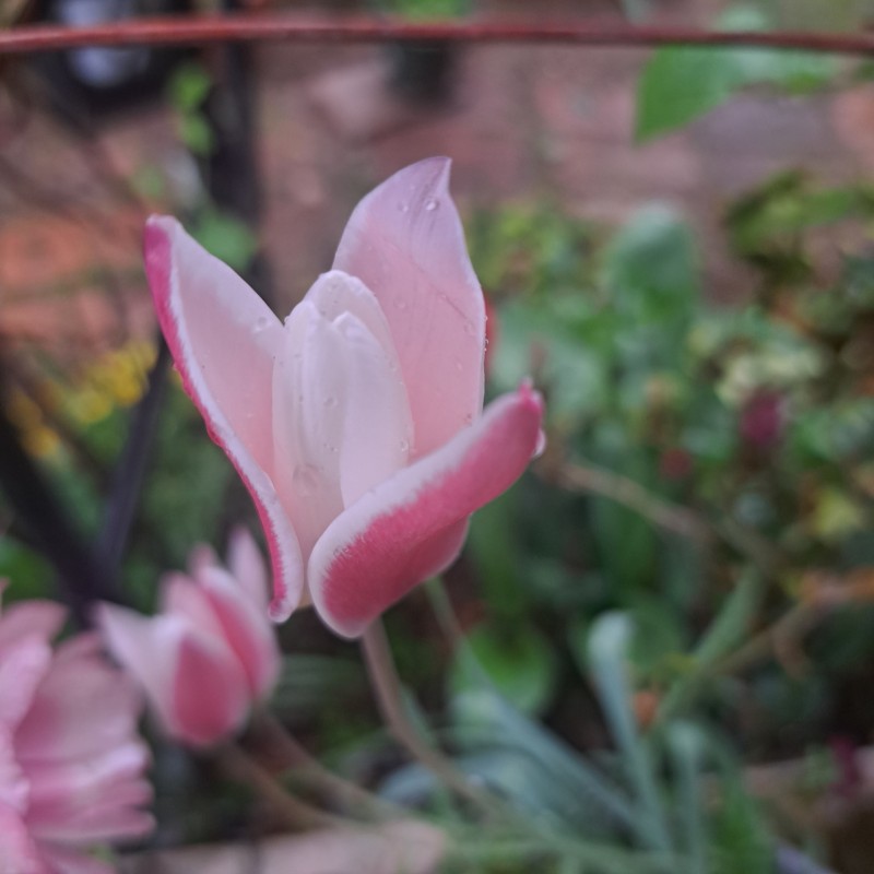 原種系チューリップ・レディージェーン