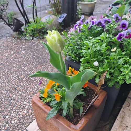 ロイヤルコレクション　チューリップ