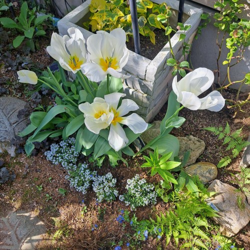 チューリップ・白色