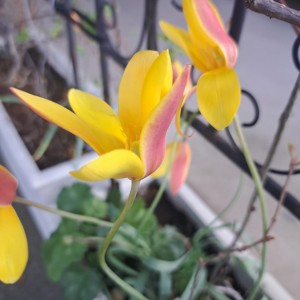 原種系チューリップ・クルシアナ クリサンタ