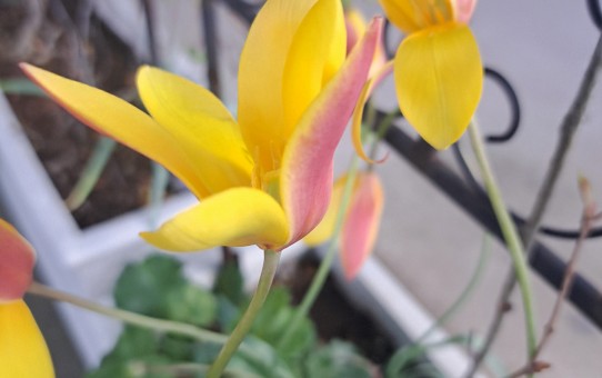 原種系チューリップ・クルシアナ クリサンタ