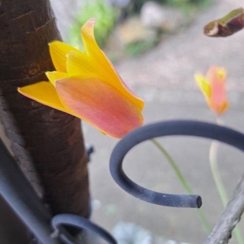 原種系チューリップ・クルシアナ クリサンタ