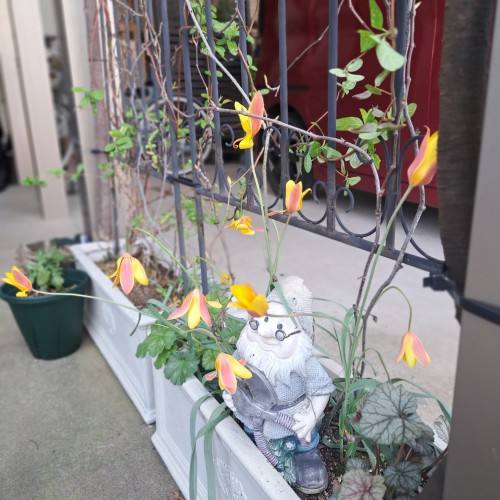 原種系チューリップ