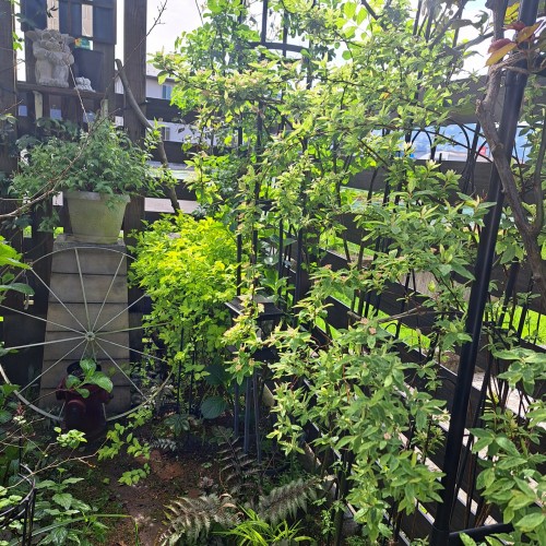 庭の小道/コデマリ・ピンクアイス