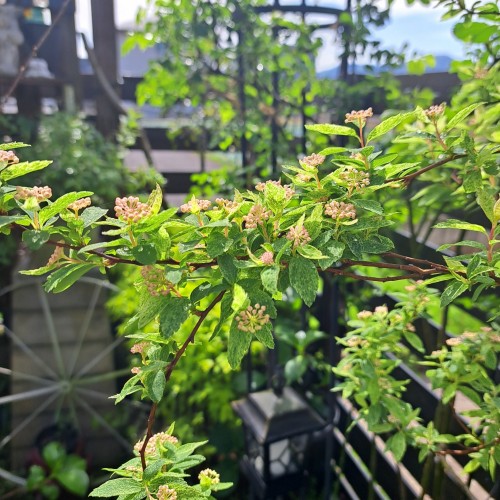 コデマリ・ピンクアイス