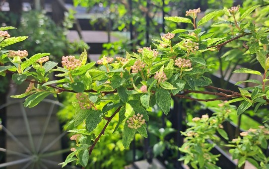 コデマリ・ピンクアイス