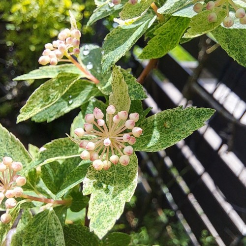 コデマリ・ピンクアイス