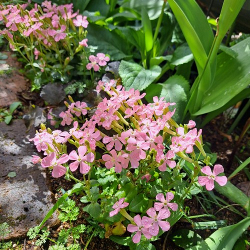 シレネ・ピンクパンサー