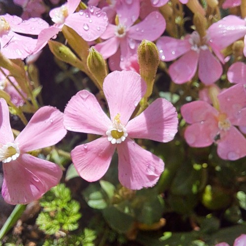 シレネ・ピンクパンサー