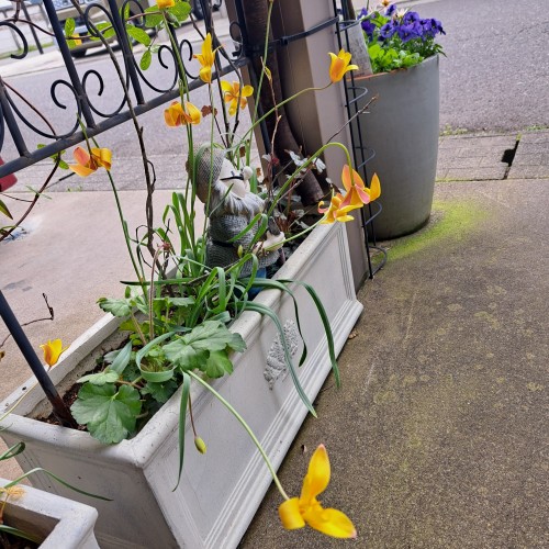 原種系チューリップ・クルシアナ クリサンタ