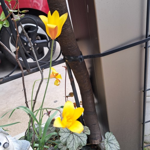 原種系チューリップ