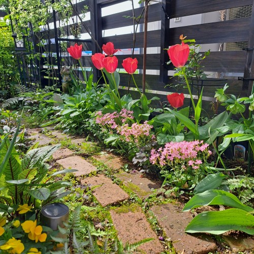 庭の小道脇/赤色チューリップは