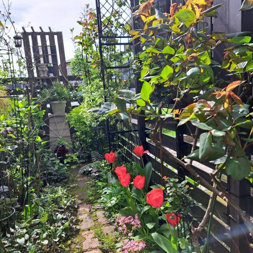 庭の小道/赤色チューリップとシレネピンクパンサー