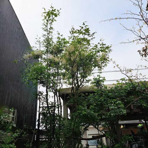 花木/アオダモ