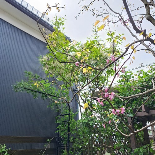 花木/アオダモ/アメリカハナズオウ・シルバークラウド