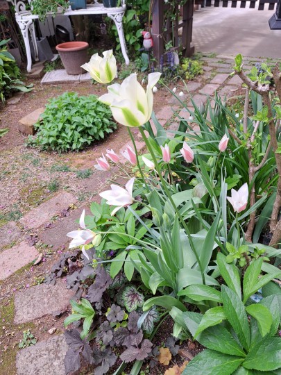 アメリカハナズオウ・シルバークラウドの株元